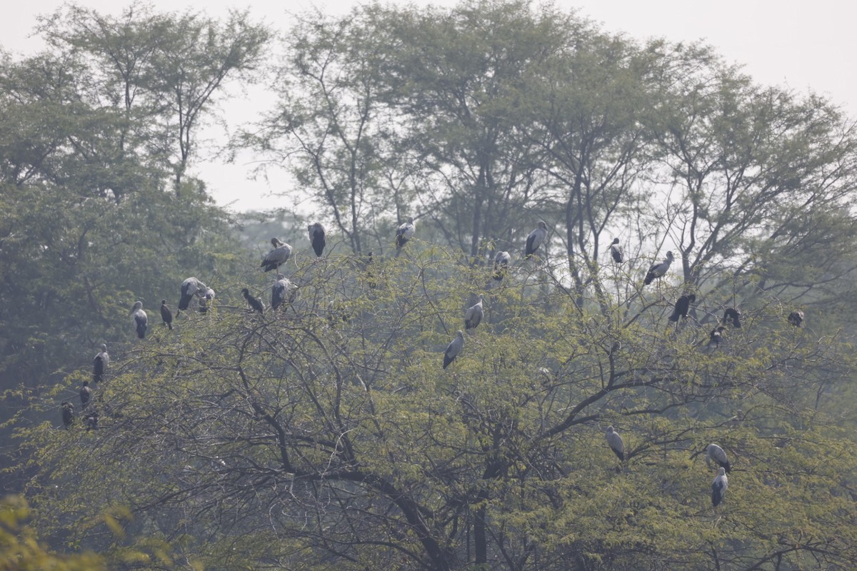 Asian Openbill - ML384387141