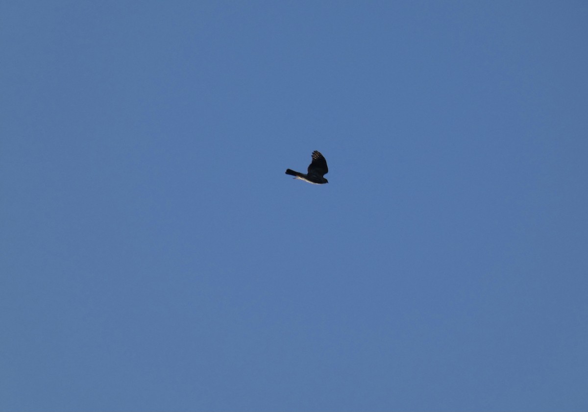 Sharp-shinned Hawk - ML384387601