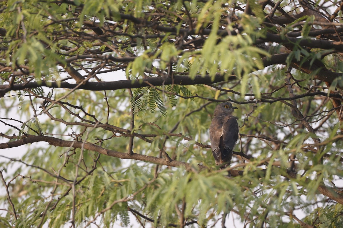 Common Hawk-Cuckoo - Virendra Goswami