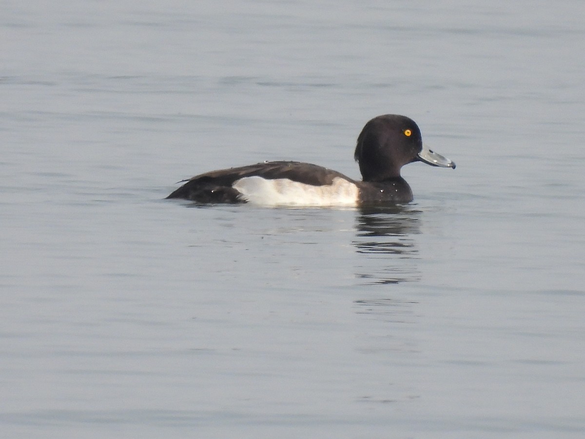 Tufted Duck - Ramesh Desai