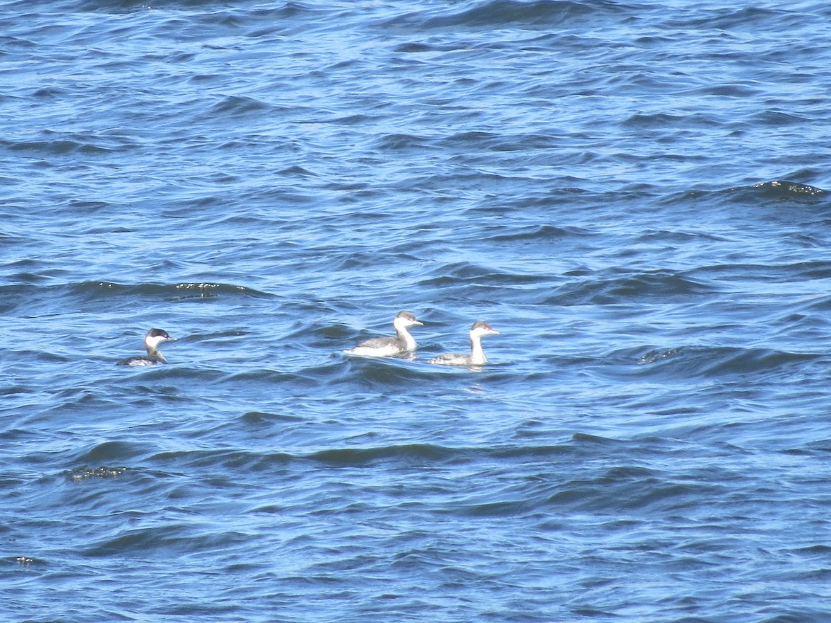 Horned Grebe - ML384388821