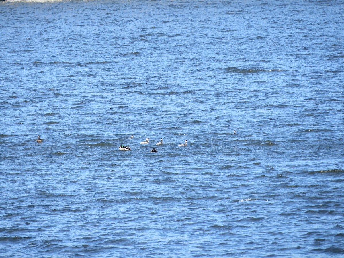 Horned Grebe - Jared Rottinghaus