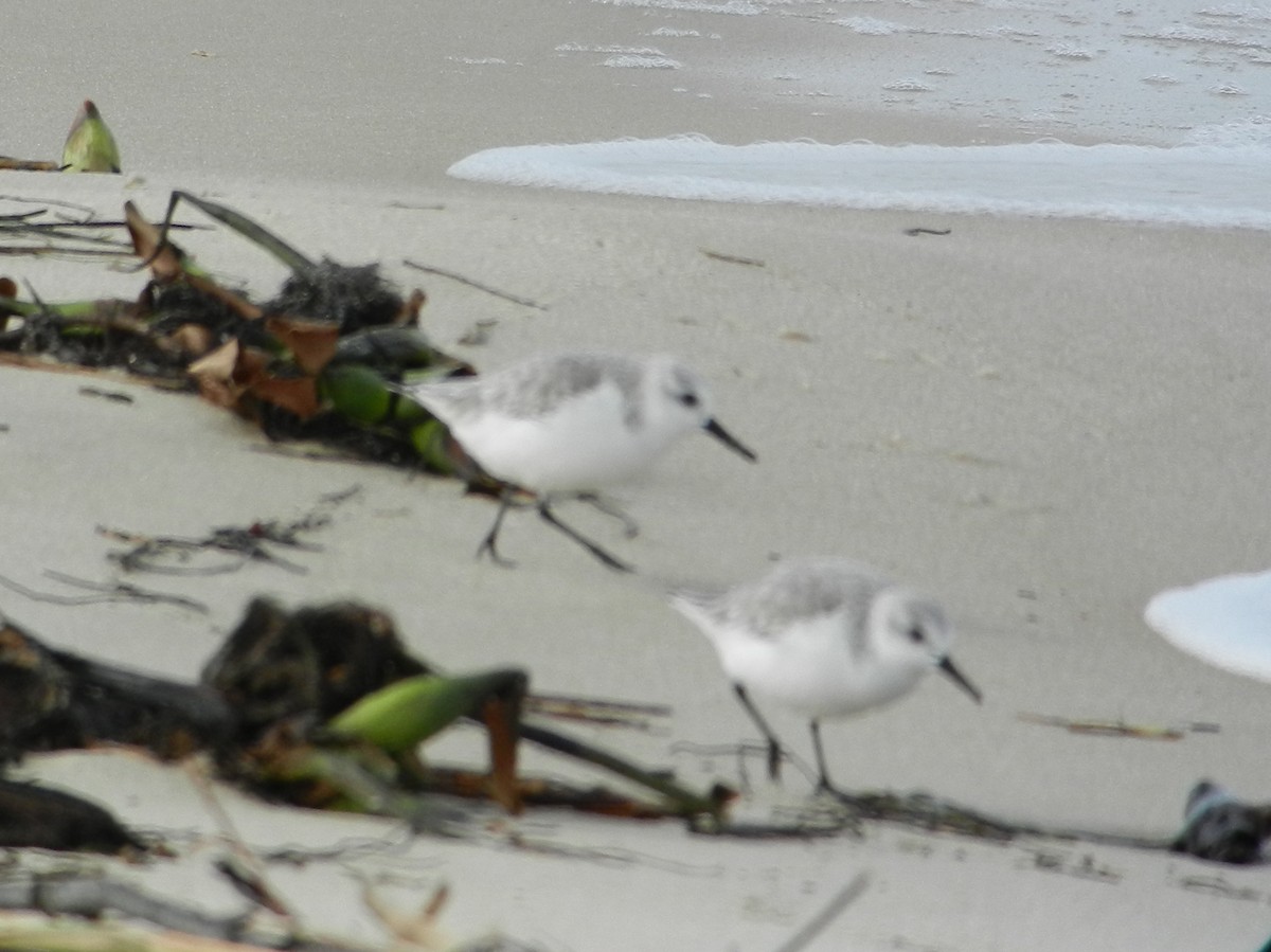 Bécasseau sanderling - ML384391251