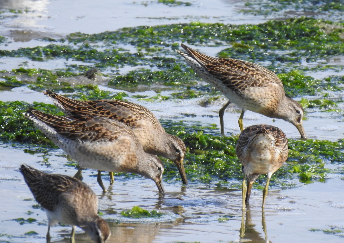 Short-billed Dowitcher - ML384391921