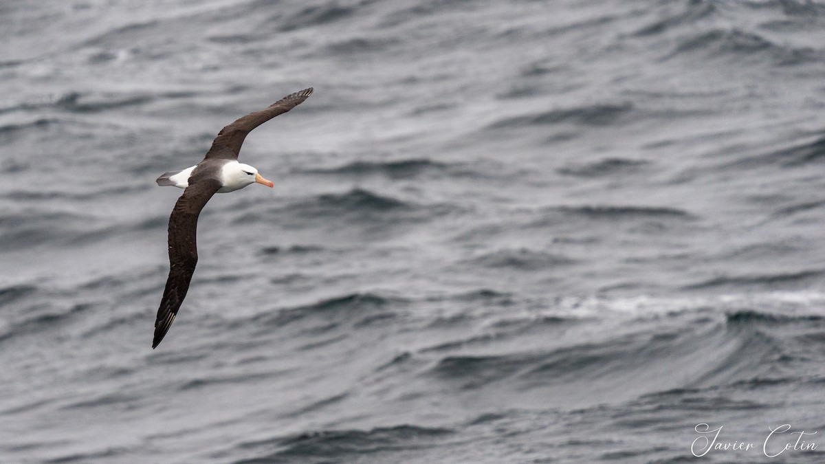 albatros černobrvý - ML384392011