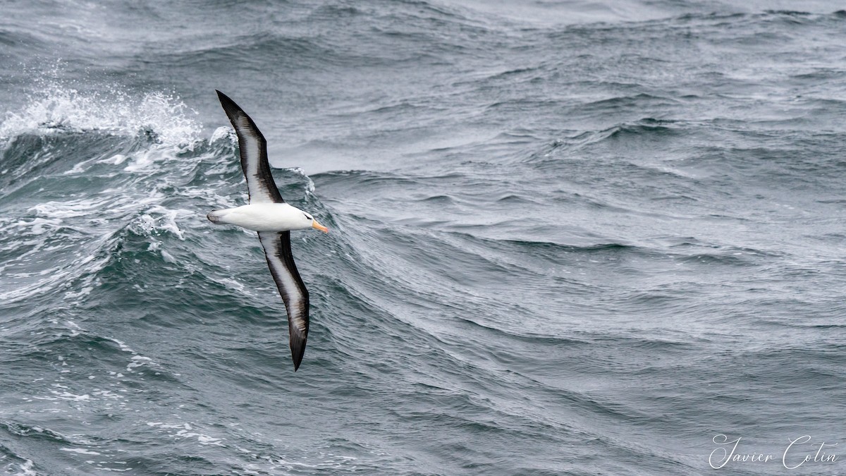 albatros černobrvý - ML384392041