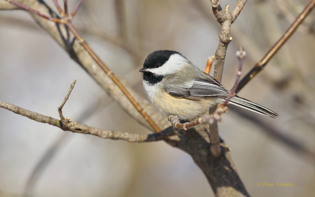 Black-capped Chickadee - Paul Tavares