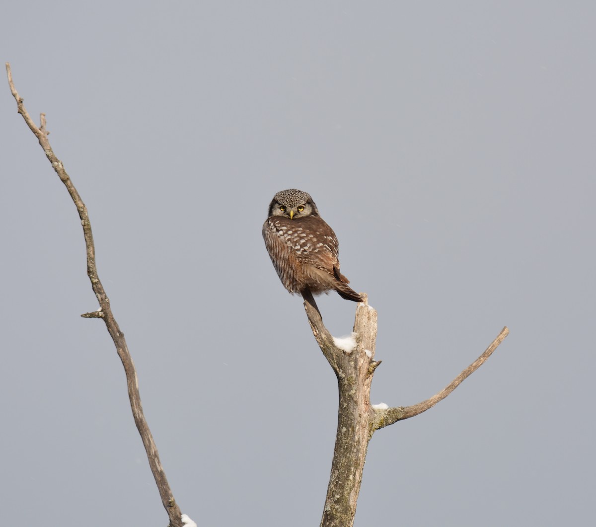 Northern Hawk Owl - ML384395601