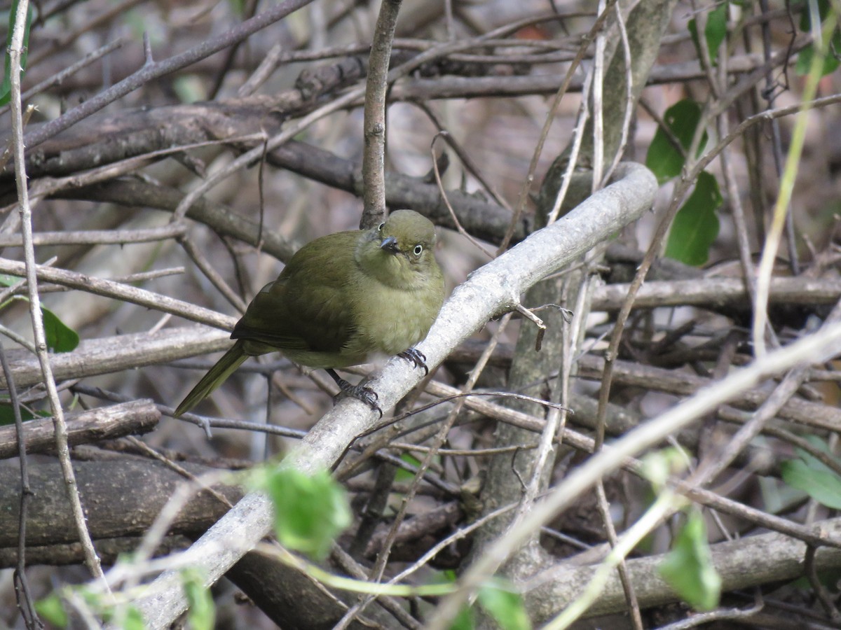 Sombre Greenbul - ML38439581