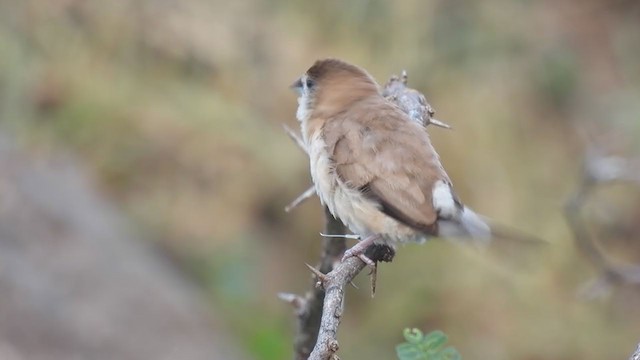 Indian Silverbill - ML384395911