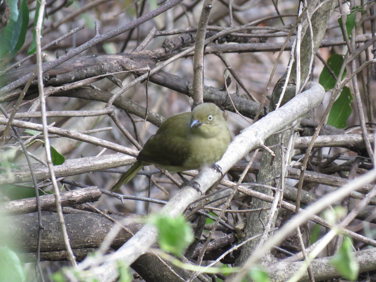 Sombre Greenbul - ML38439601