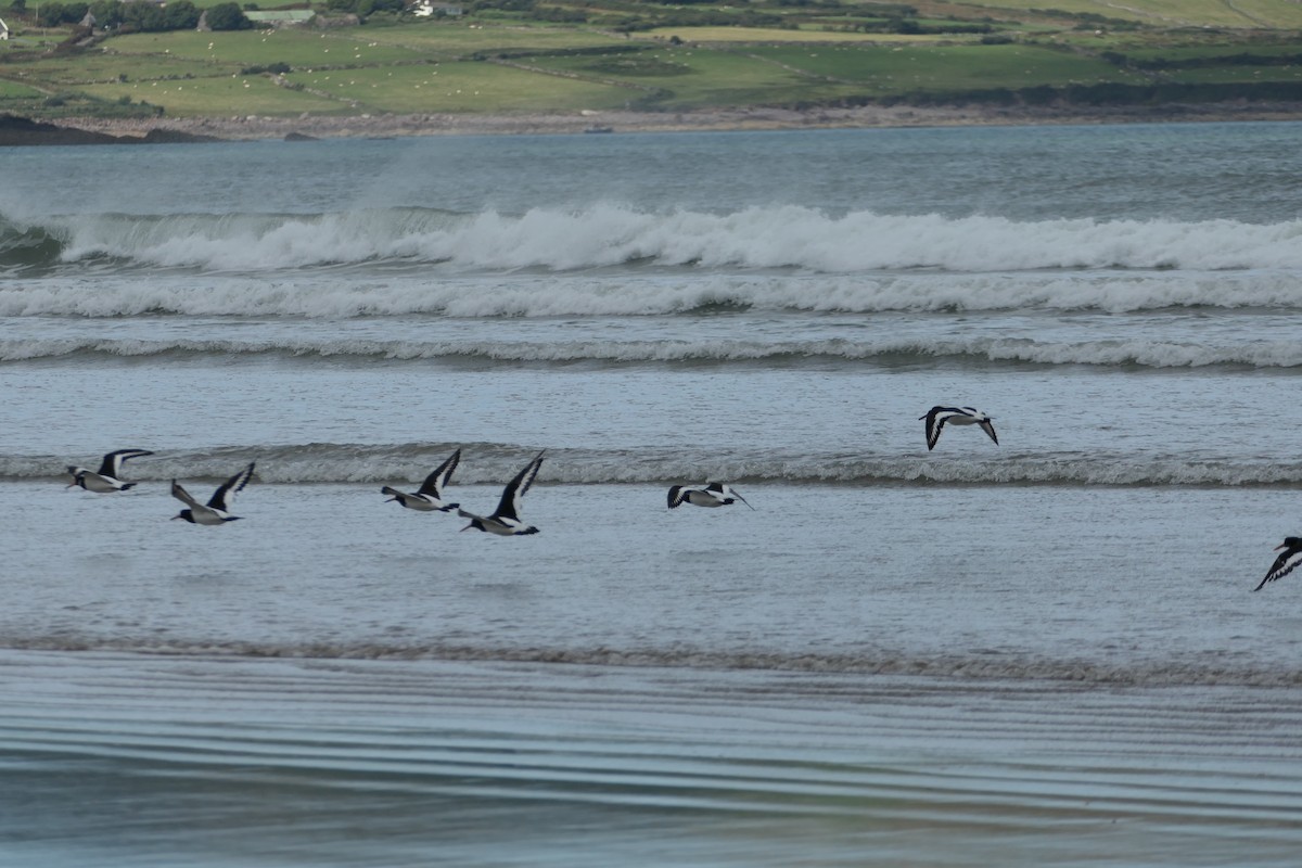 Eurasian Oystercatcher - ML384396641