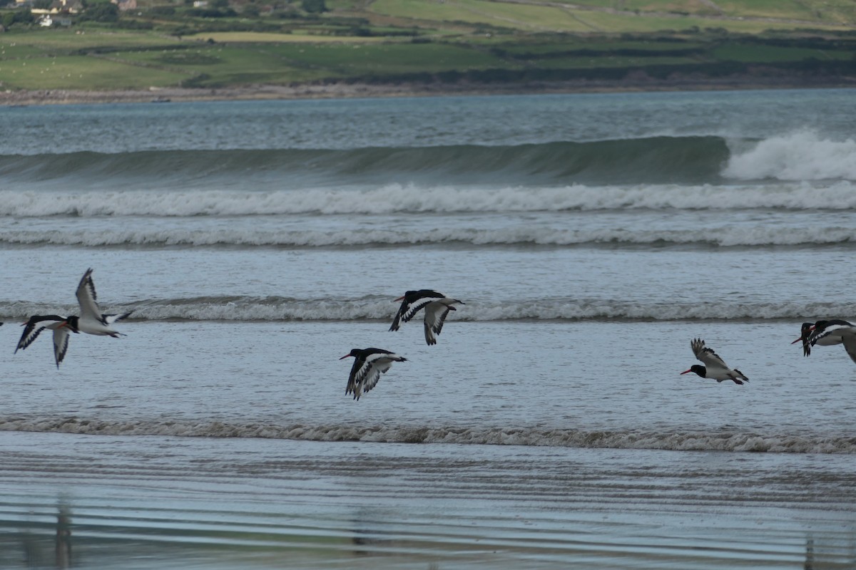 Eurasian Oystercatcher - ML384396671