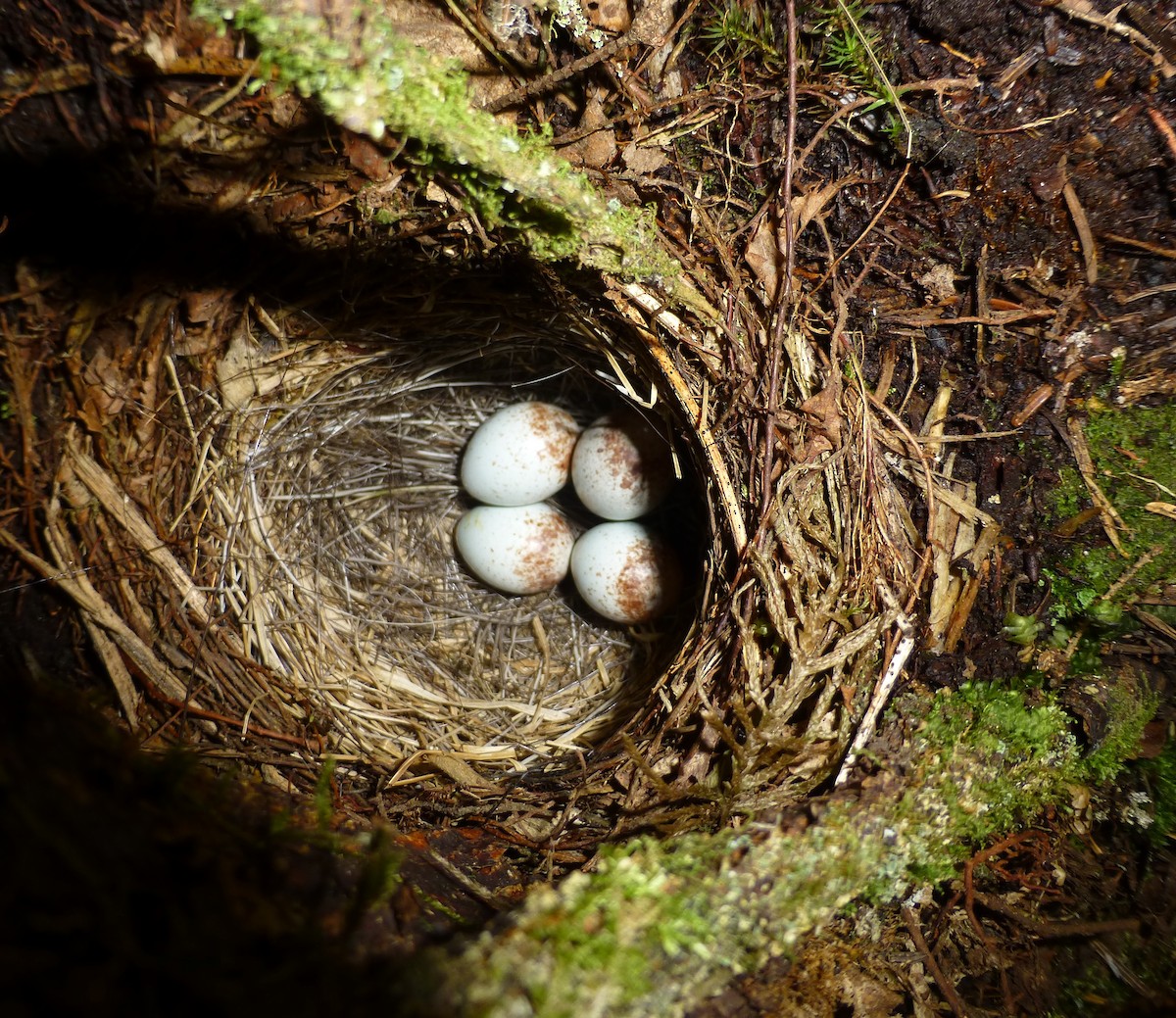 Dark-eyed Junco - ML384397071