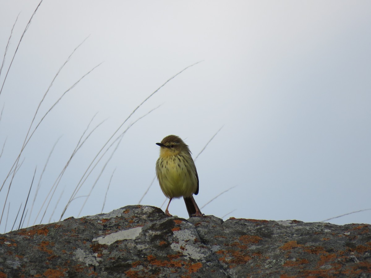 Drakensberg Prinia - Brad Arthur