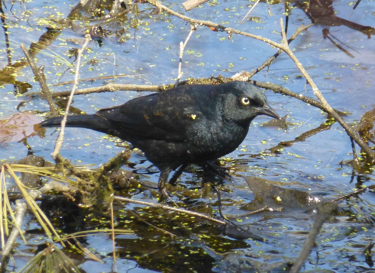 Rusty Blackbird - ML384398071