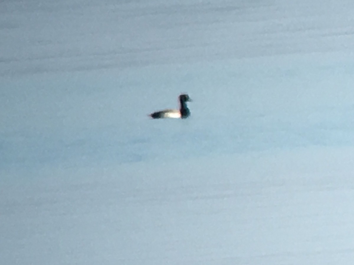 Greater Scaup - James White