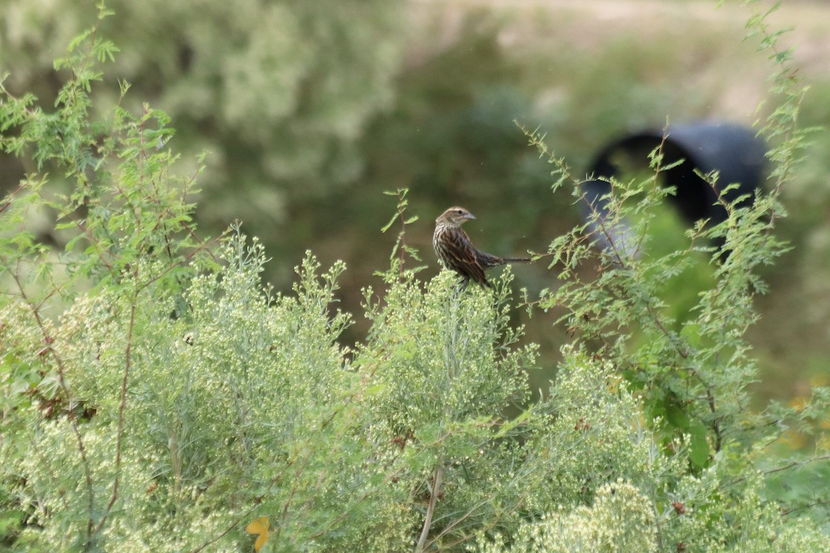Red-winged Blackbird - ML384398411