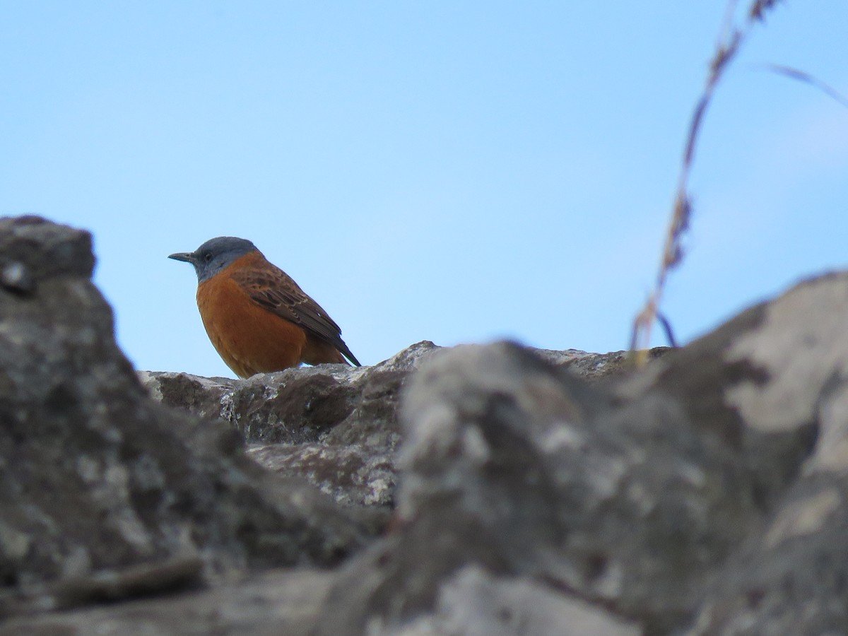 Cape Rock-Thrush - ML38439861