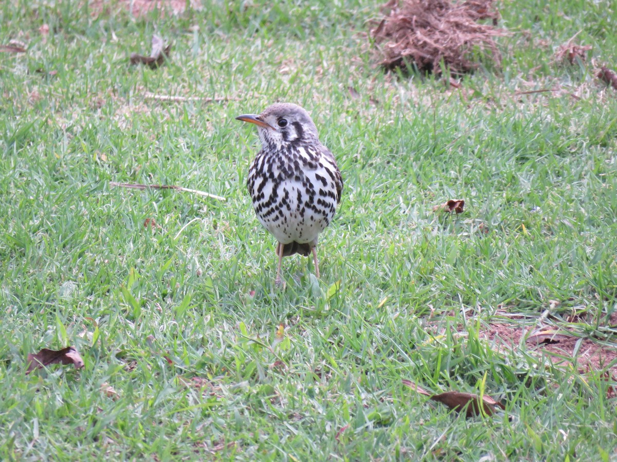 Groundscraper Thrush - ML38439961