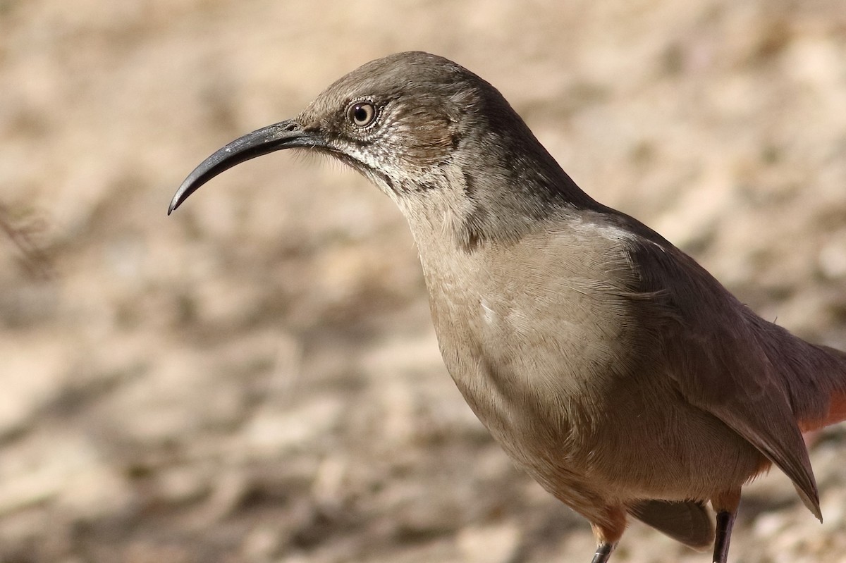 Crissal Thrasher - ML384399841