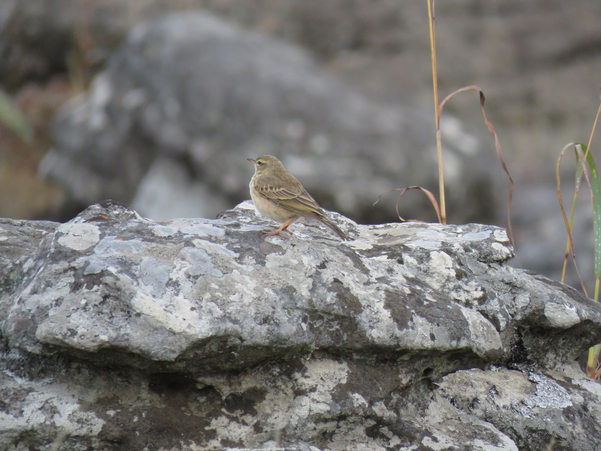African Pipit (African) - ML38440011
