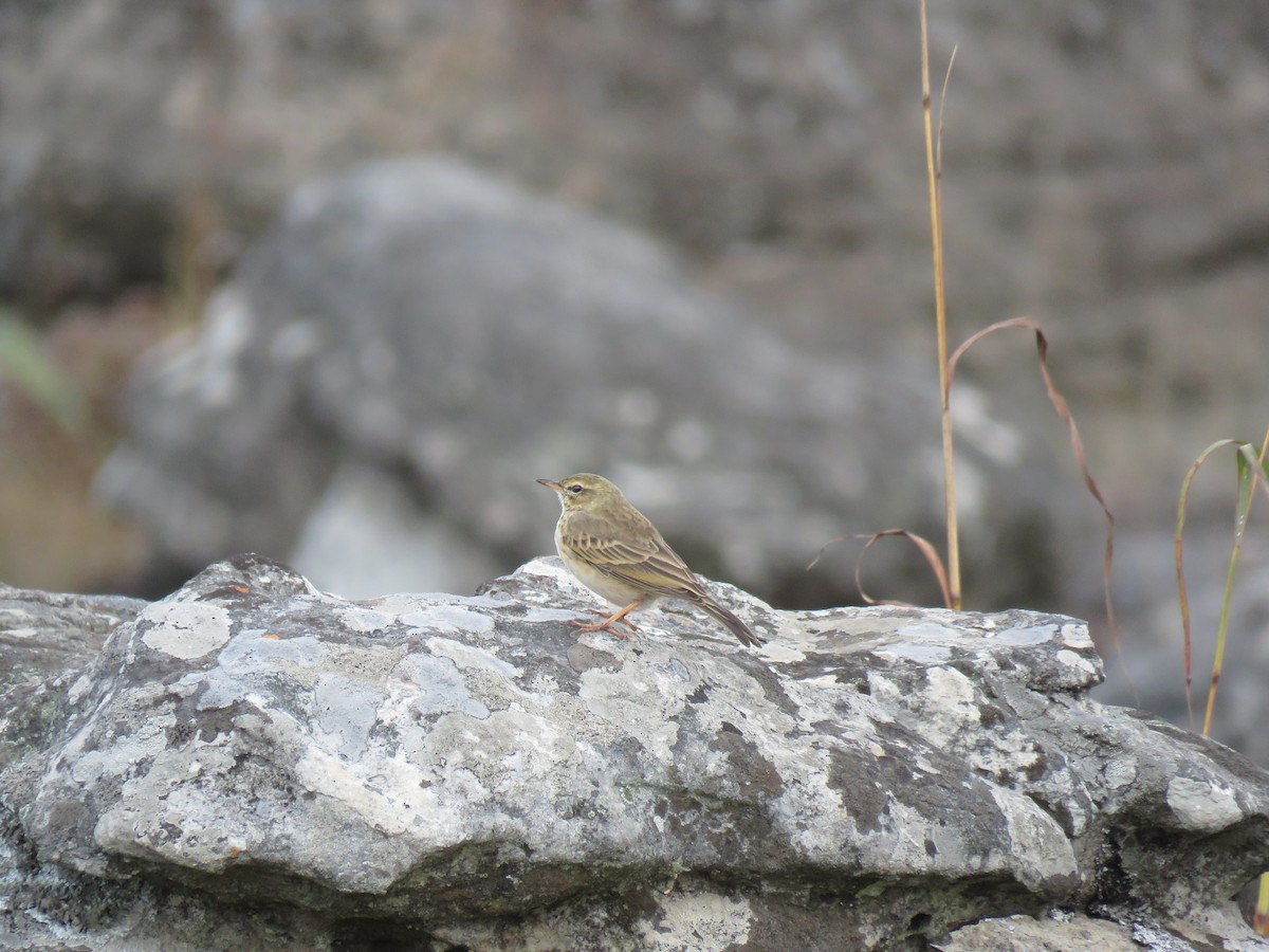 African Pipit (African) - ML38440021
