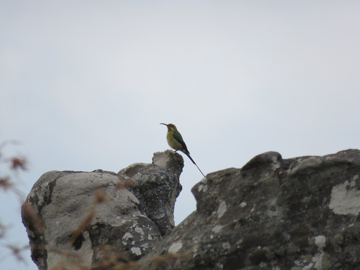 Malachite Sunbird - Brad Arthur