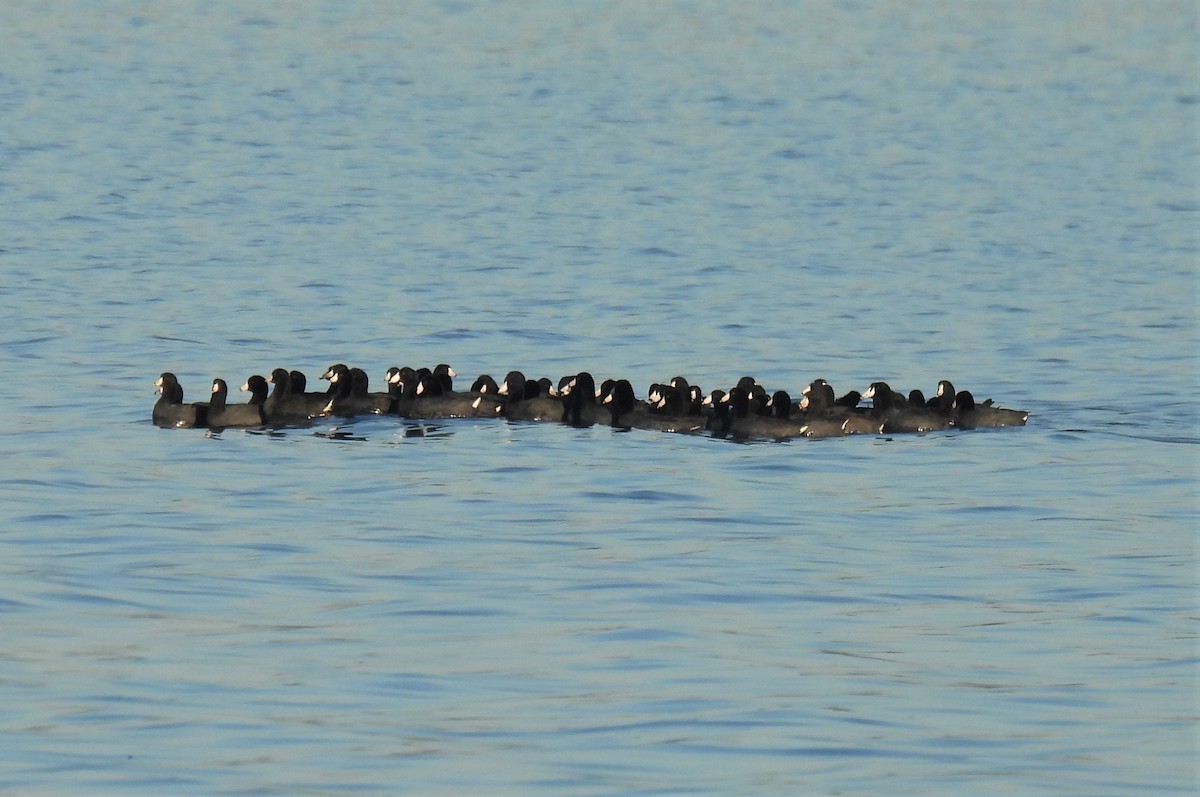 American Coot - ML384402341