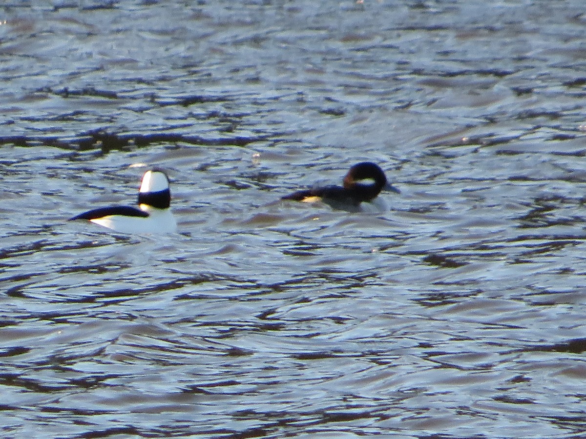 Bufflehead - ML384403871