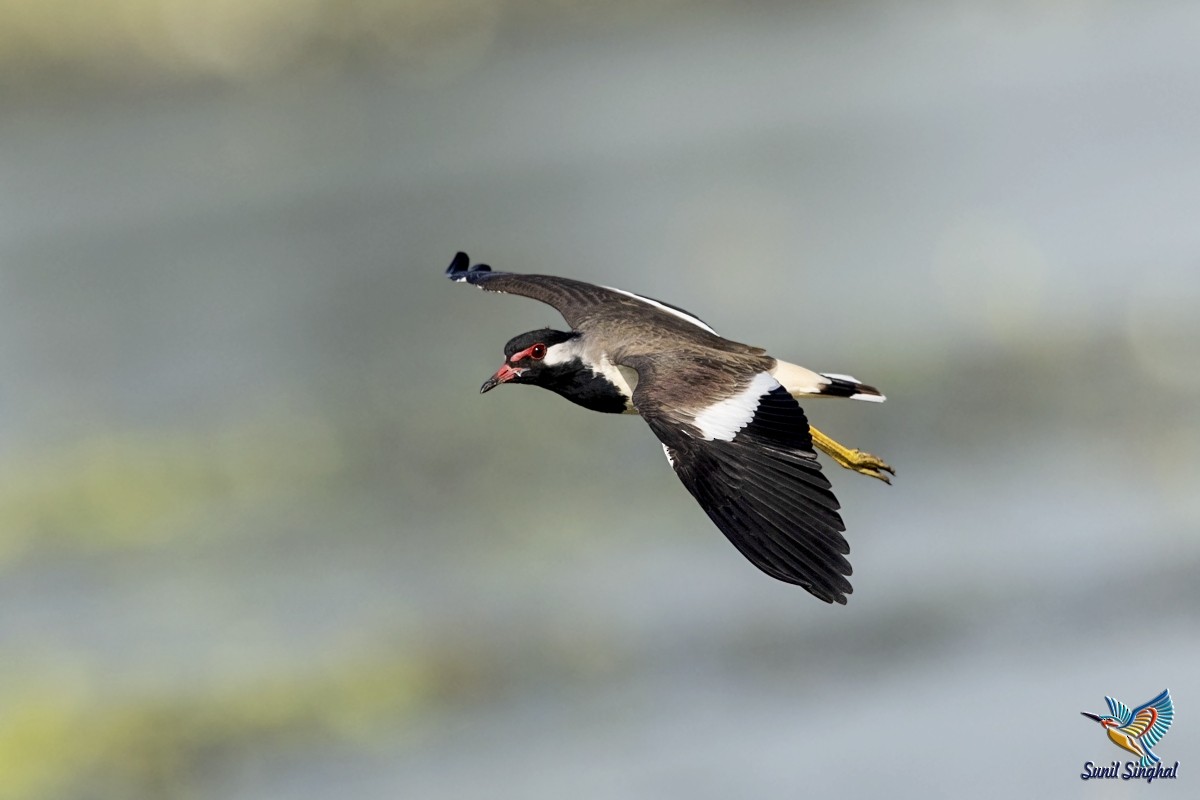 Red-wattled Lapwing - Sunil Singhal