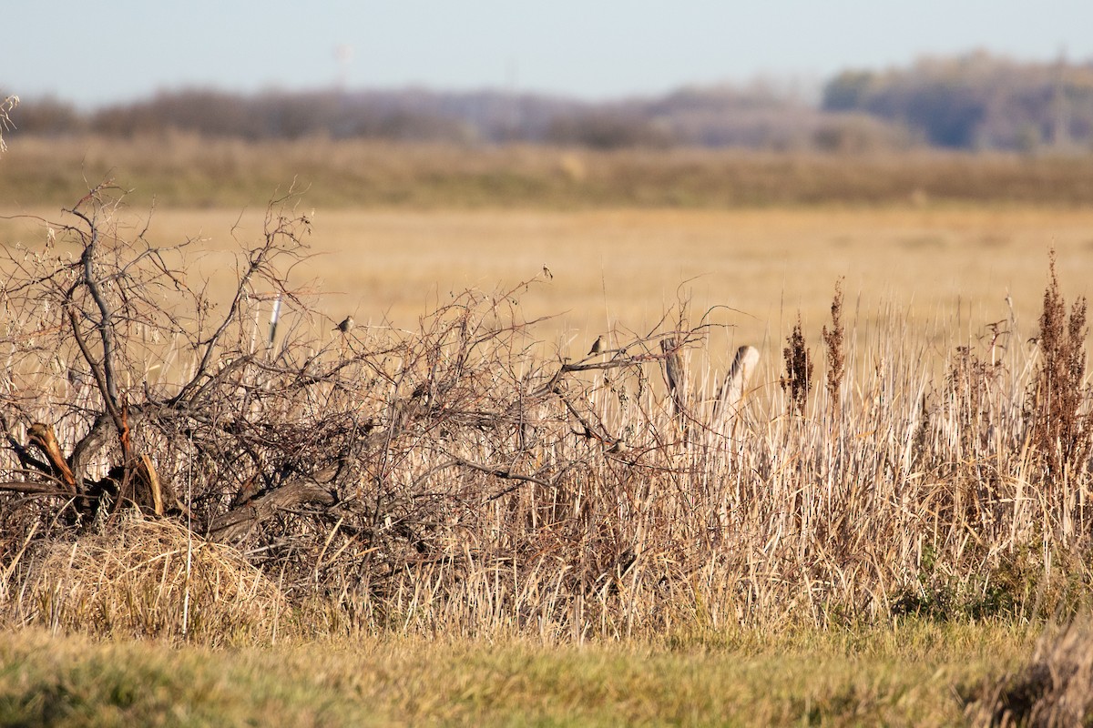 House Sparrow - Ryan Mandelbaum