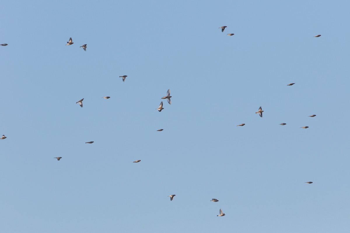 Snow Bunting - Ryan Mandelbaum
