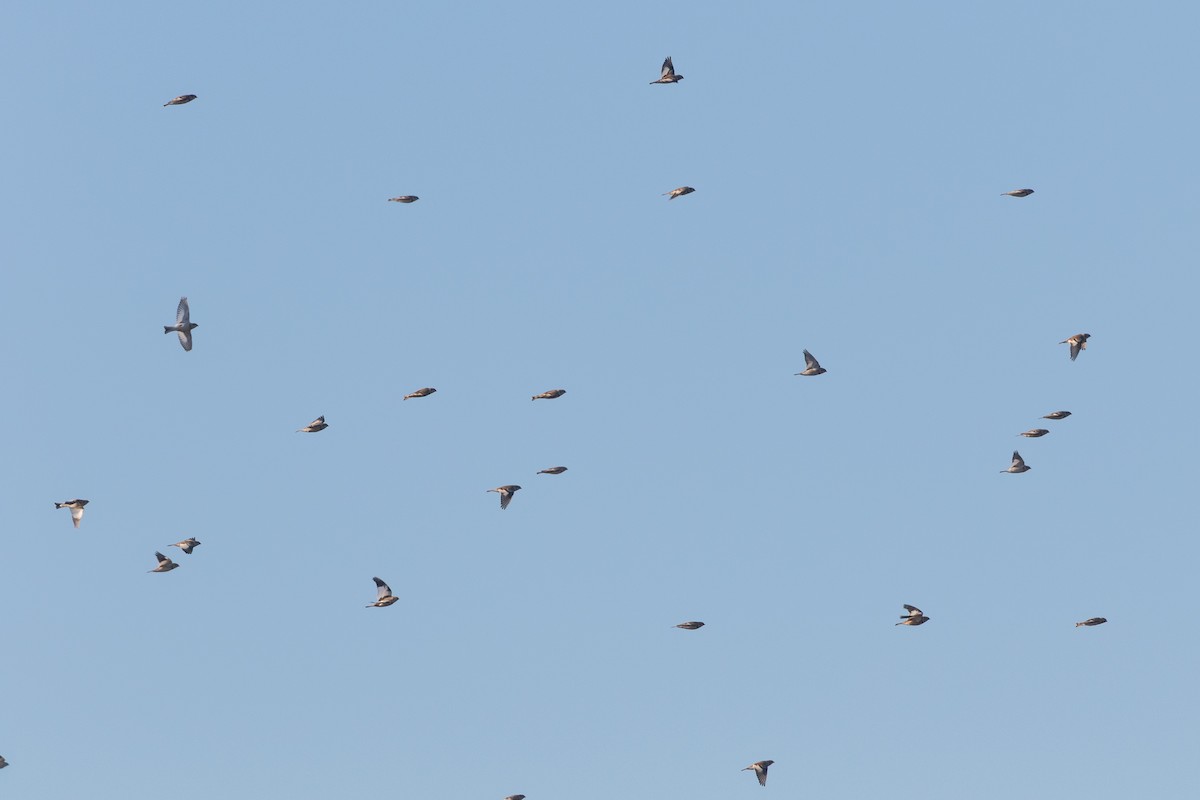 Snow Bunting - Ryan Mandelbaum