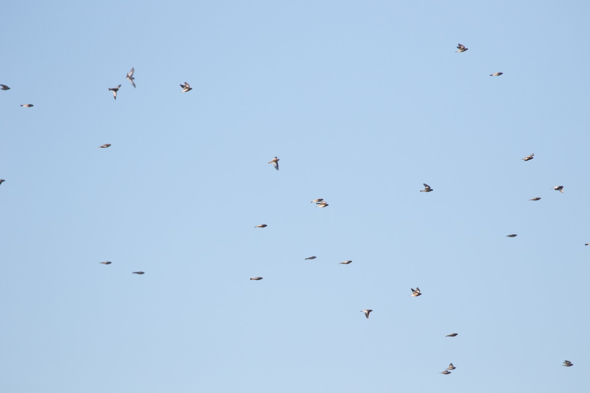 Snow Bunting - Ryan Mandelbaum