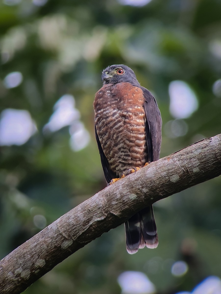 Double-toothed Kite - ML384406381