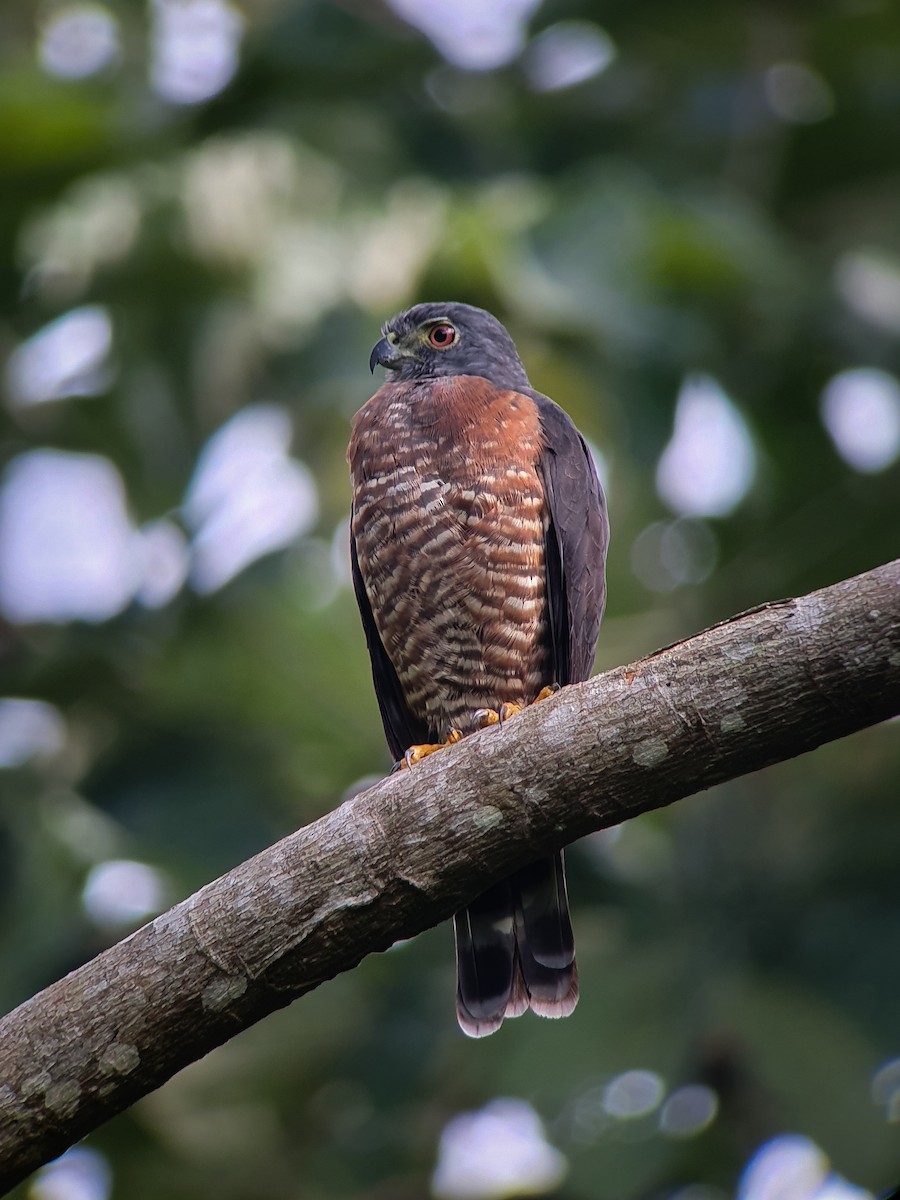 Double-toothed Kite - ML384406401