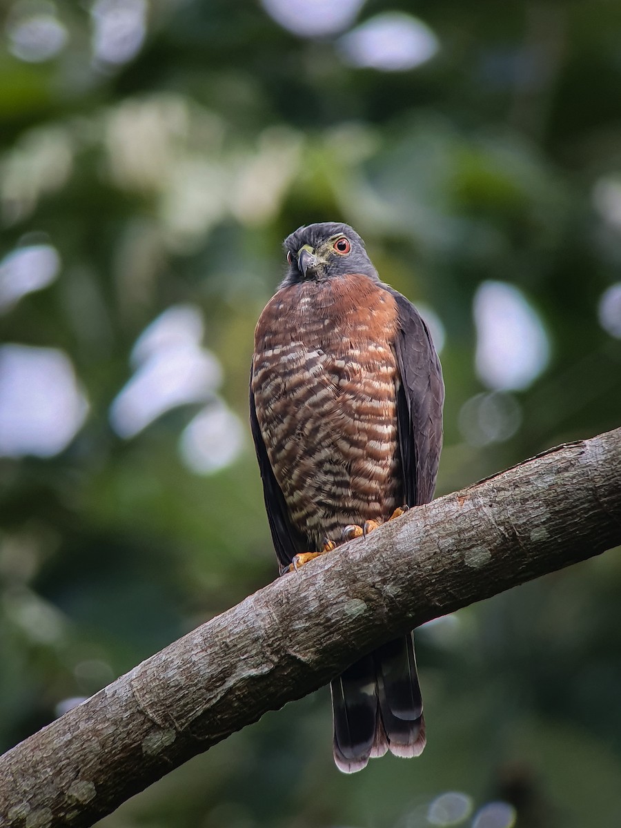 Double-toothed Kite - Diego Rodríguez C.