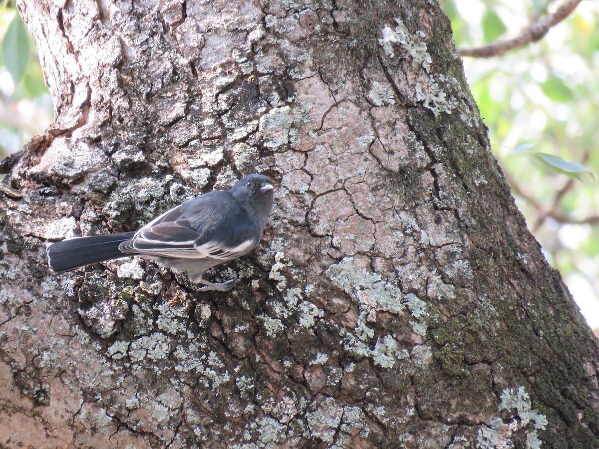 Southern Black-Tit - ML38440681