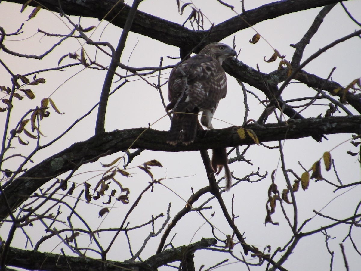 Red-tailed Hawk (borealis) - ML384407071