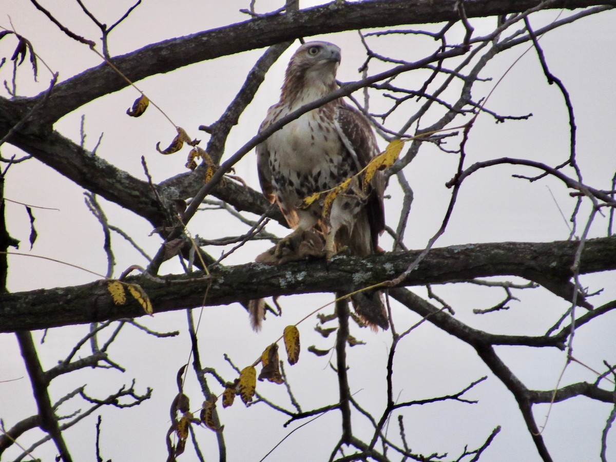 Red-tailed Hawk (borealis) - Mickey Ryan