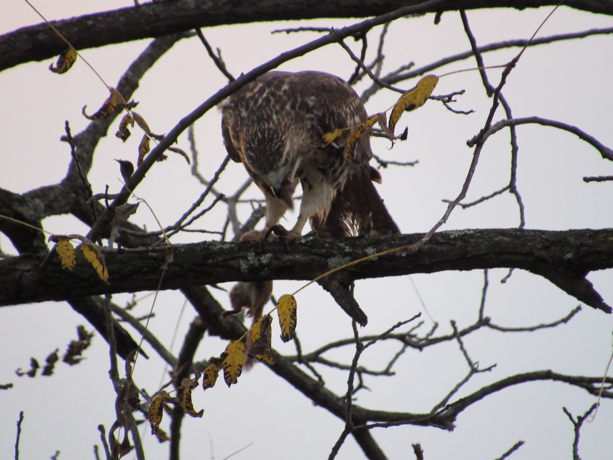 Red-tailed Hawk (borealis) - Mickey Ryan