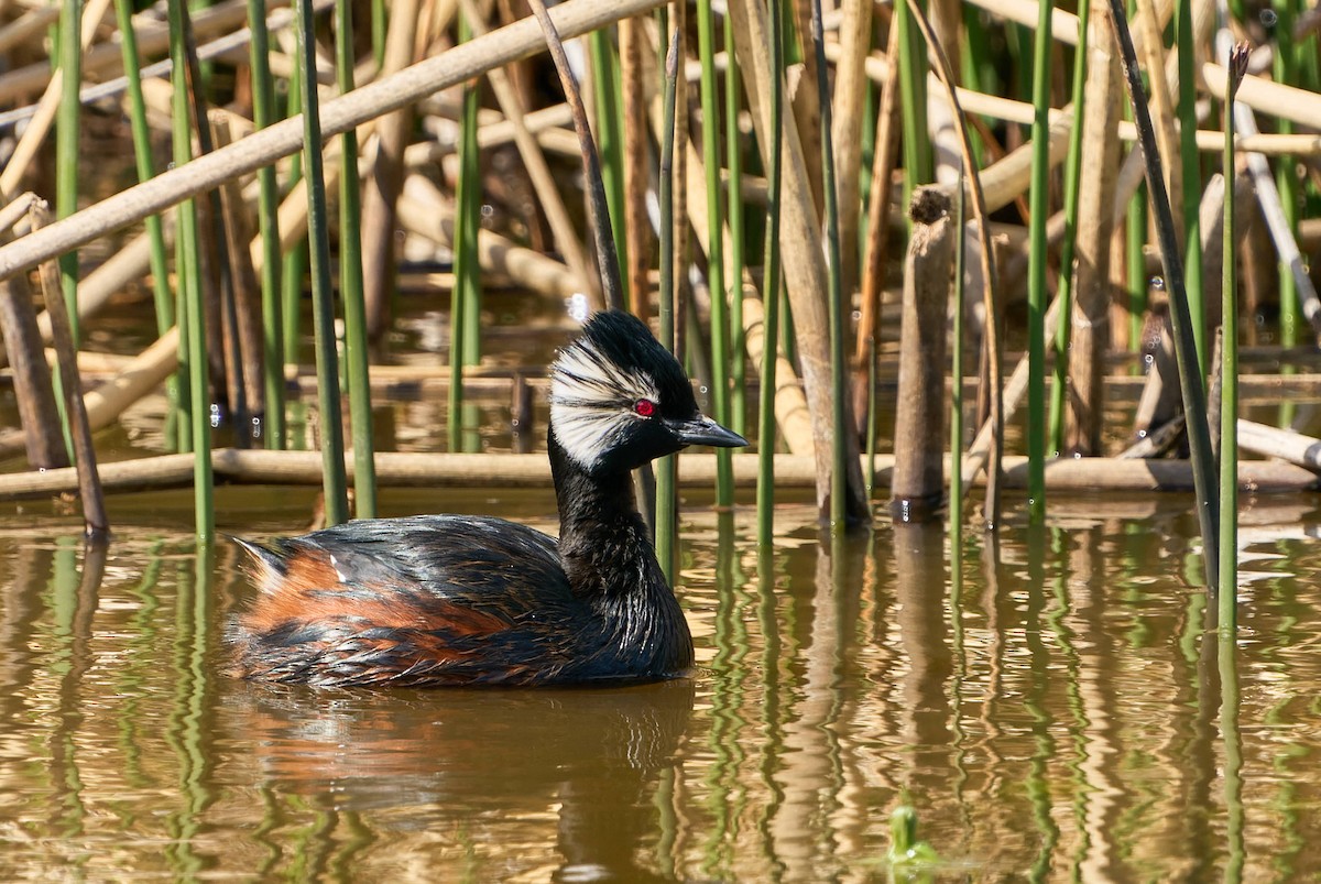 White-tufted Grebe - Luis Salazar Vargas