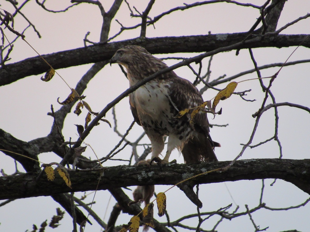 Red-tailed Hawk (borealis) - ML384407561