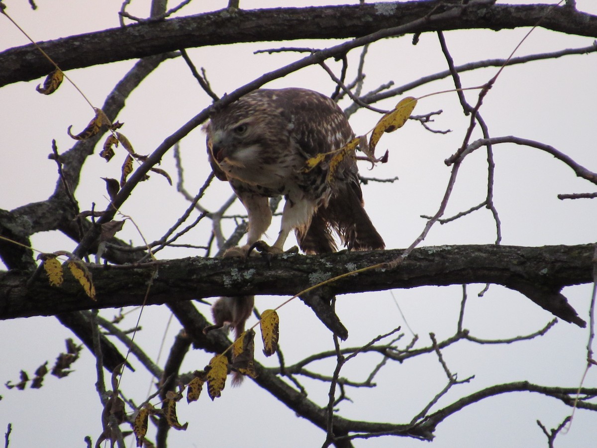 Red-tailed Hawk (borealis) - ML384407581