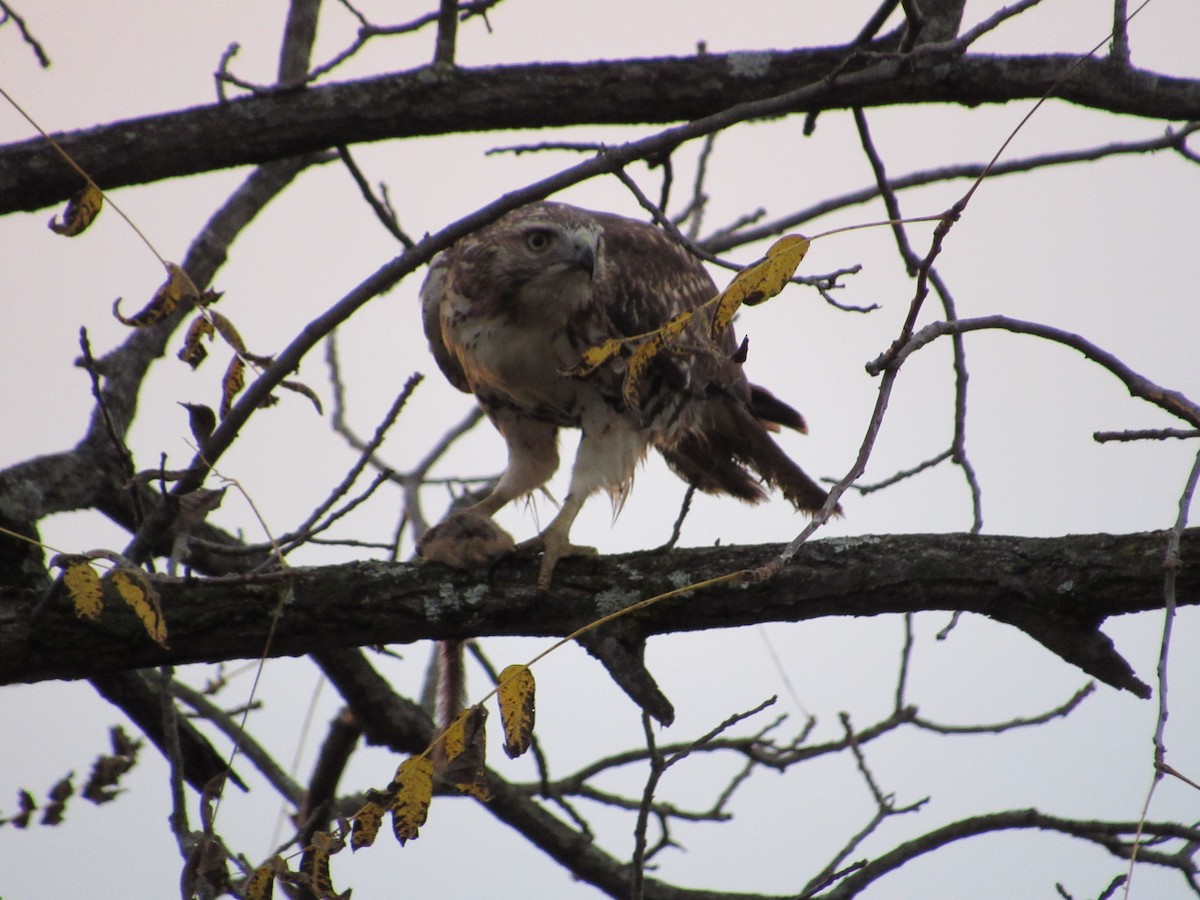 Rotschwanzbussard (borealis) - ML384407611