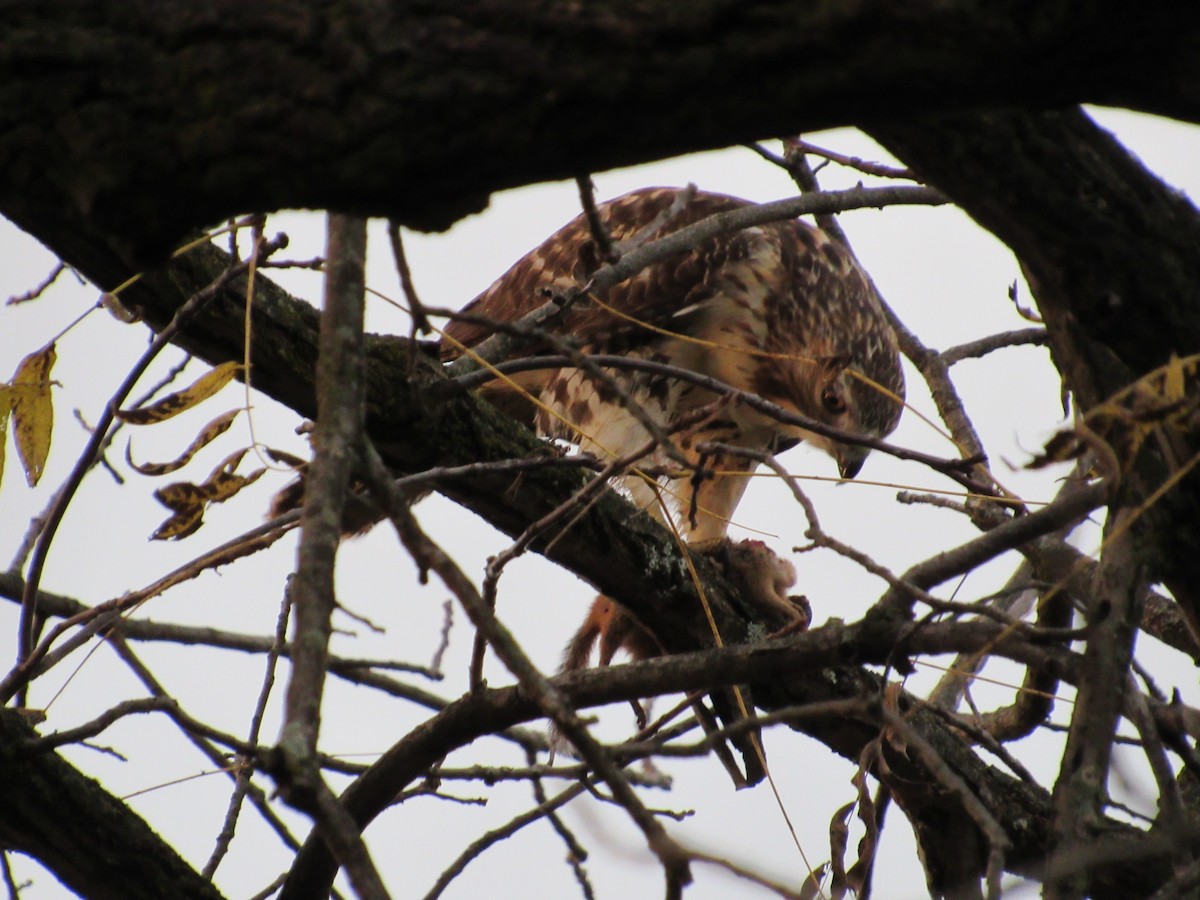 Red-tailed Hawk (borealis) - Mickey Ryan