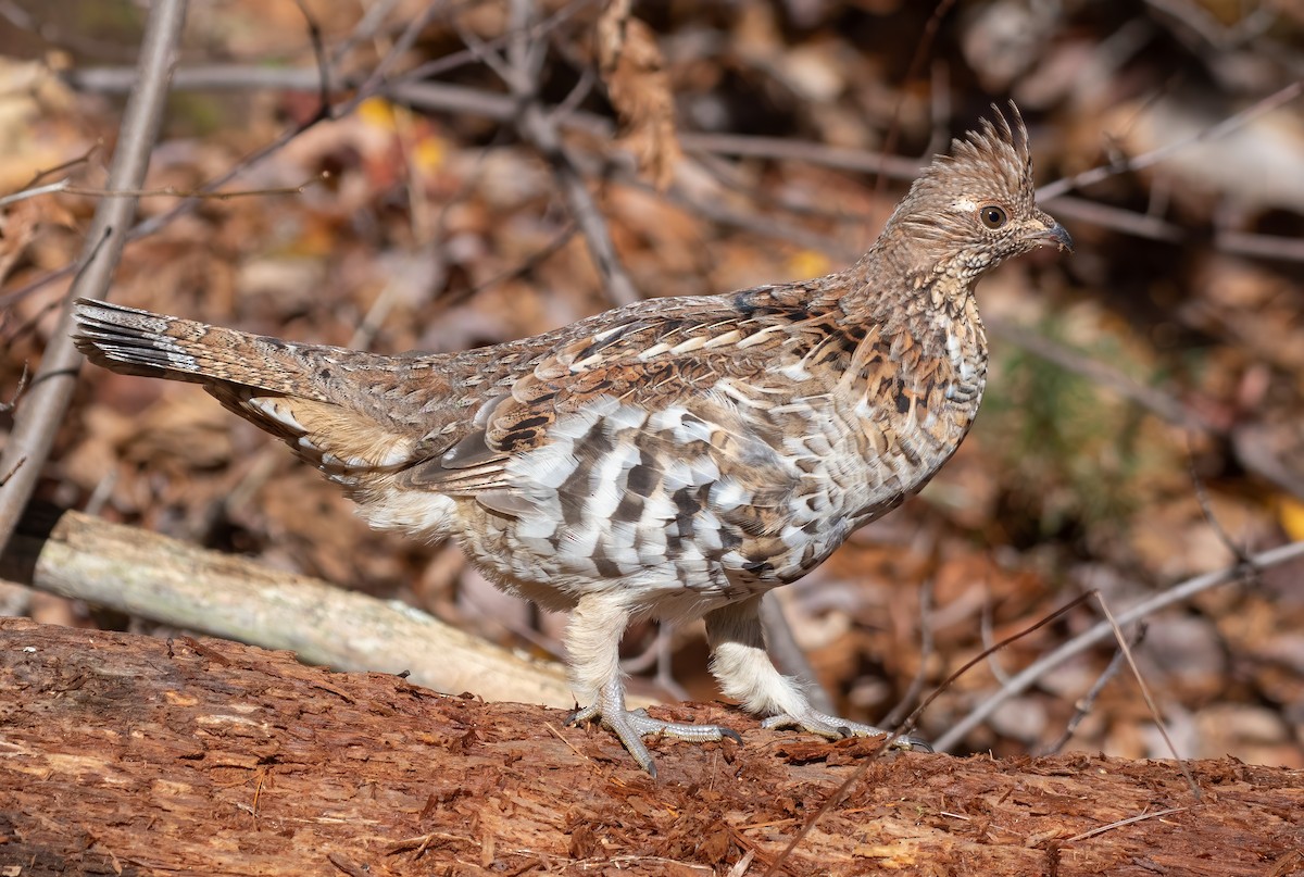 Ruffed Grouse - ML384408201