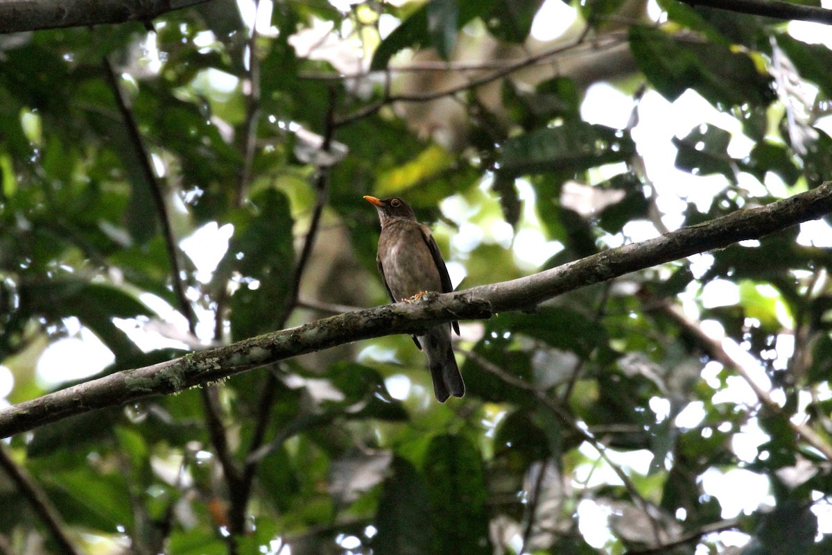 Lawrence's Thrush - ML384410351