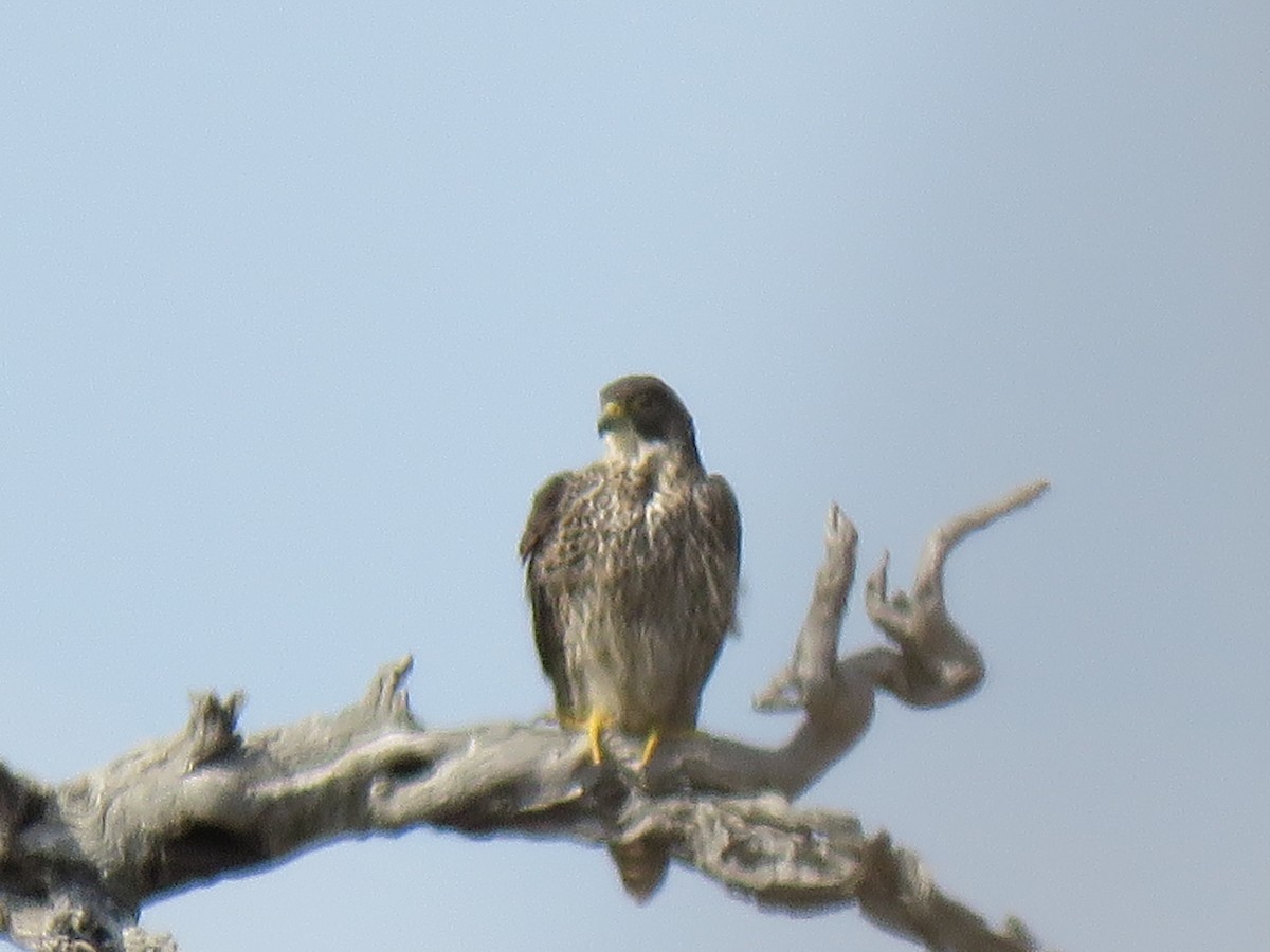 Peregrine Falcon (African) - ML38441301